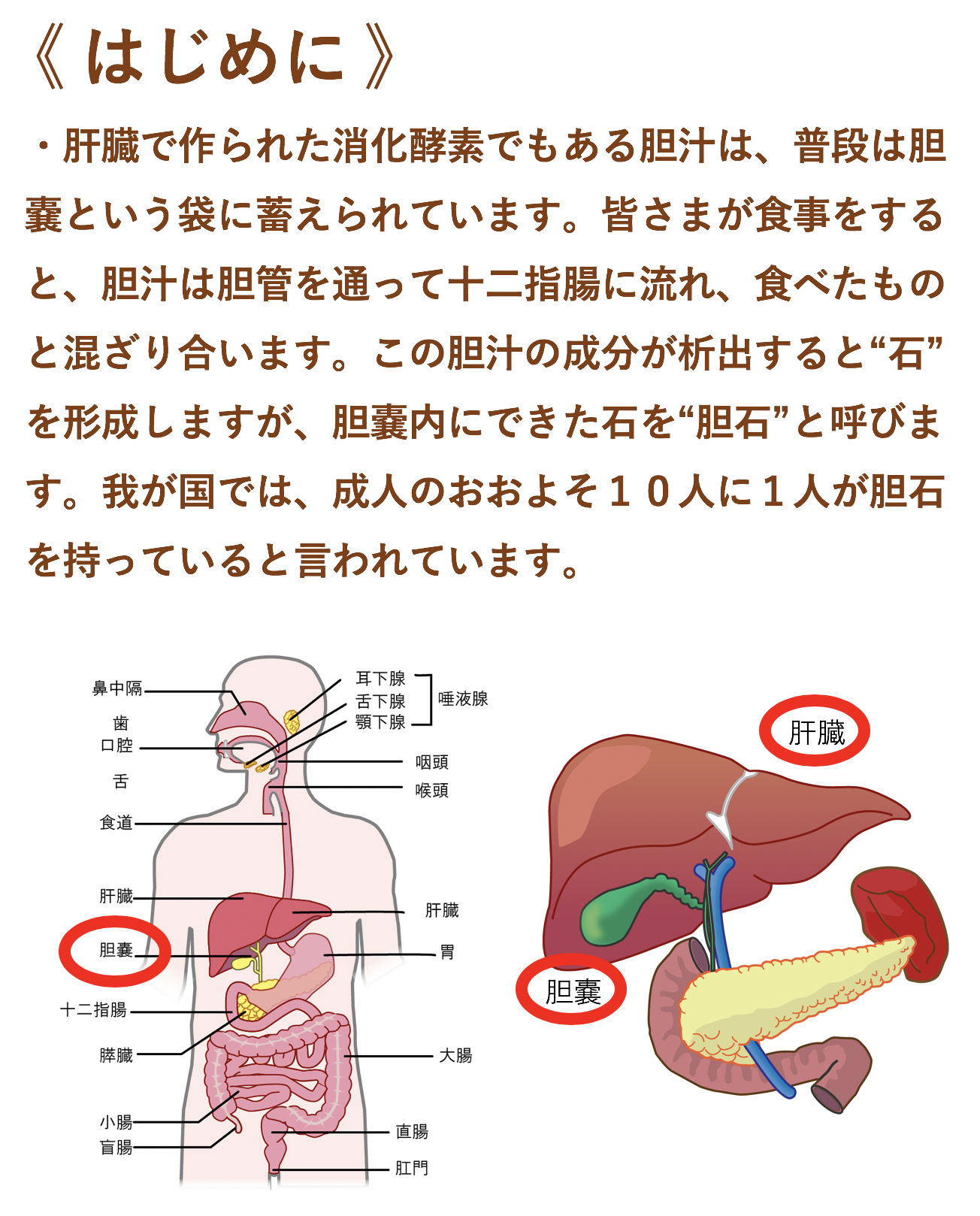 胆嚢の疾患 にしだ 内科 外科クリニック